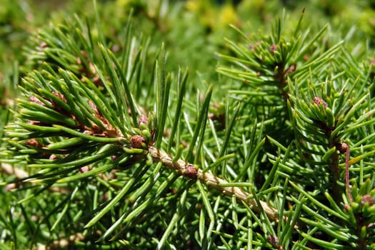 Young green sprig of pine needles on a clear spring day, background
