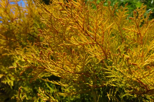 Bright juniper twigs autumn on a clear day