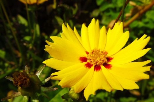 Dahlia yellow flower. Yellow dahlia flower in flower border. Dahlia Yellow star