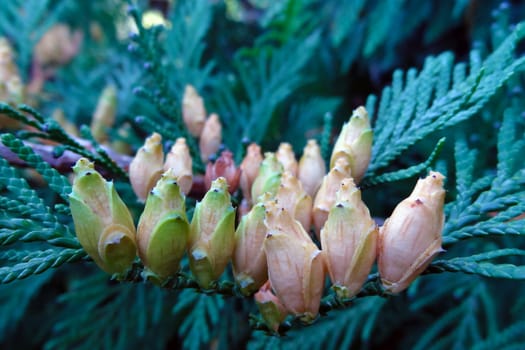 Juniper bloom in summer or spring in the garden