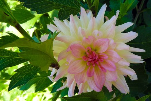 Isolated dahlia in the garden on a sunny day in summer or spring