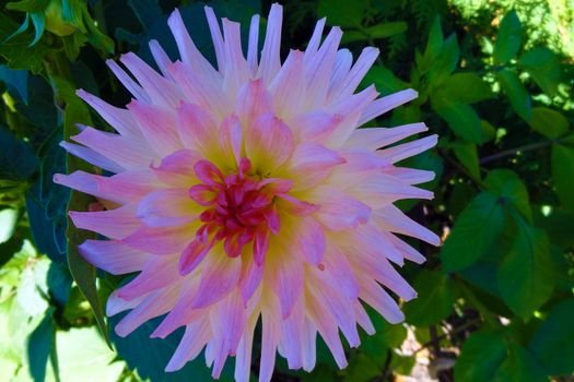 Isolated dahlia in the garden on a sunny day in summer or spring