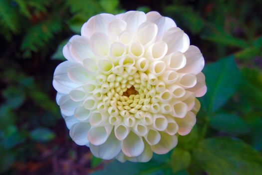 White dahlia bud in the garden in spring or summer