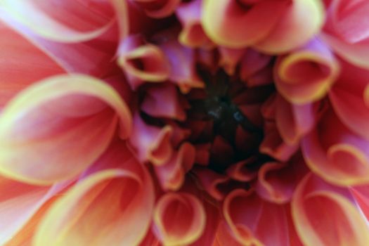 Blurred background, beautiful pink Dahlia flower, isolated