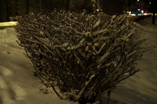 Bushes with snow and frost in the city park at night