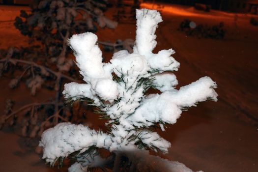 twig eaten in the snow in winter at night