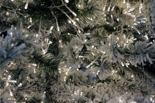 illuminated color lights on live spruce pine Christmas tree