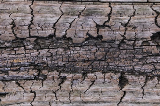 Details patterned surface texture of the wood