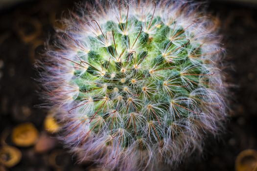 Single barrel cactus, top view