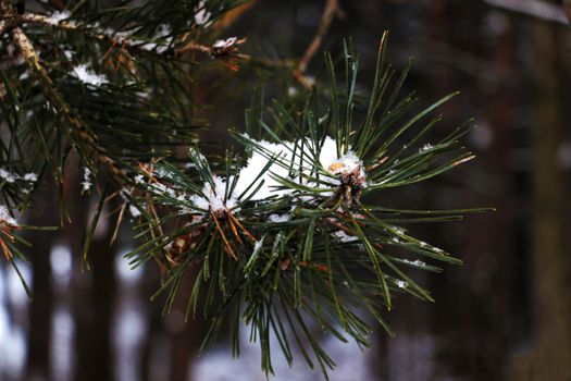 beautiful natural winter background. pine tree branches covered with snow. Frozen tree branch in winter forest. first snow. Close up, soft selective focus