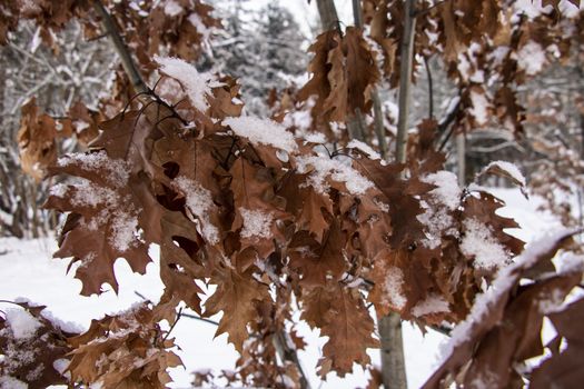 oak branches with leaves under snow