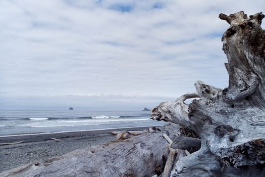 Beautiful Pacific Coast in the Olympic National Park