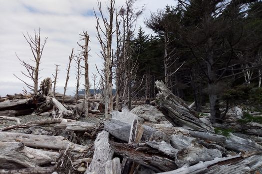 Landscape of Second Beach at Olympic National Park near Seattle, Washington State