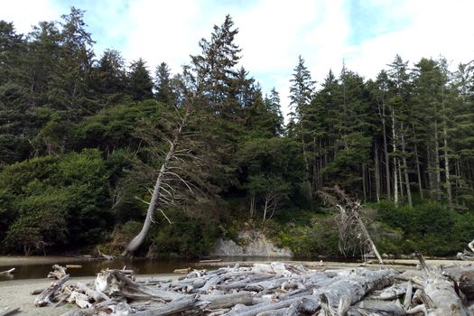 Beautiful beach at Olympic National Park near Seattle, WA