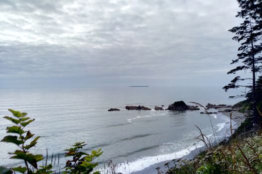 Rocky Beach West Coast . Trees growing on boulder