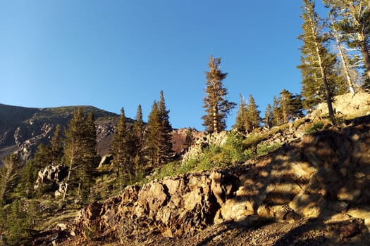 View of the forest in Yosemite Park on a sunny day