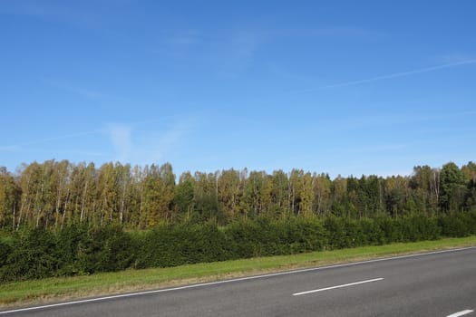 country road on the background of the forest on a sunny day in spring or summer