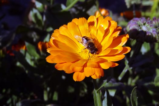Bumblebee on a yellow medicinal calendula in the garden or in the field