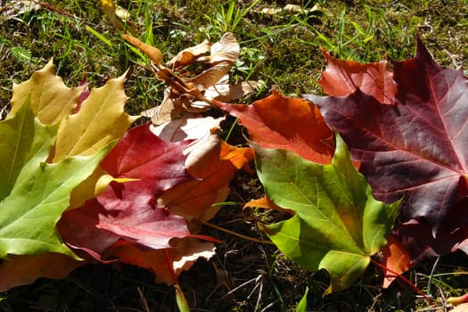 Beautiful colorful maple leaves on the grass on a clear day
