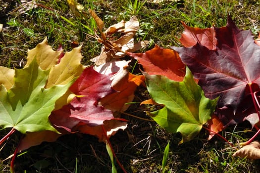Bright maple leaves on the grass on a sunny day