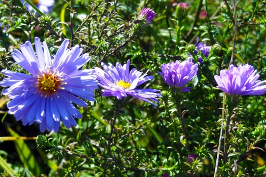 Beautiful flowers field on sunny day