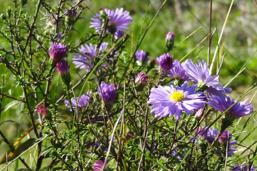 Meadow blooms in spring or summer on a sunny clear day