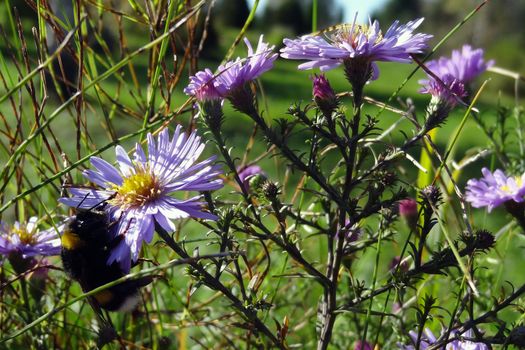 View of beautiful purple wildflowers in spring or summer