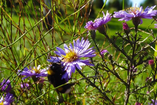 Bumble-bee on a meadow flower on a sunny day in spring or summer