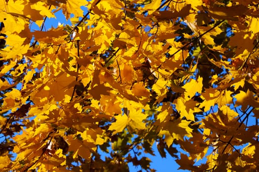 Bright yellow maple leaves on a sunny day, background.