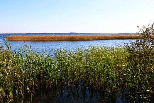 Lake shore overgrown with reeds upon a huge forest landscape with tree branch in front.