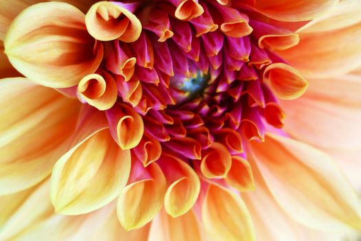 Pink dahlia flower Isolated ,Background. Beautiful pink dahlia Flower.