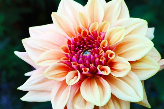 Pink, yellow and white fresh dahlia flower macro photo. Picture in color emphasizing the light different colours and yellow white highlights.