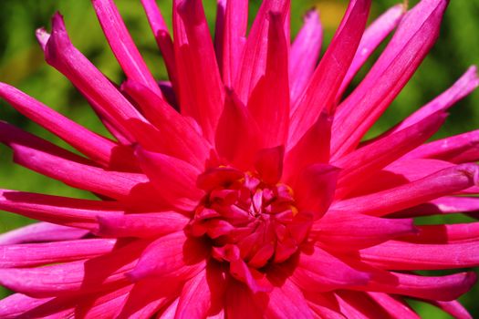 One pink and white dahlia with dark green background.