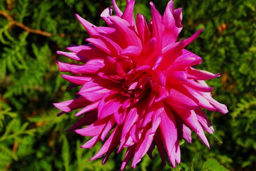 Pink dahlia in the garden. Picture of a beautiful pink dahlia.