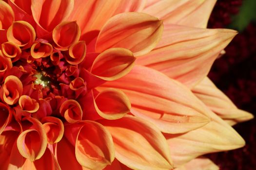 A bright orange dahlia flower, closeup. Photo in color, emphasizing texture, contrast and abstract intricate floral patterns.