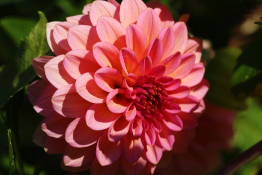 Beautiful Cream-colored closeup dahlia blossom. Dahlia colorful flower macro shot. Light orange yellow dahlia flower macro photo. Picture in color emphasizing the light orange colors and brown shadow.