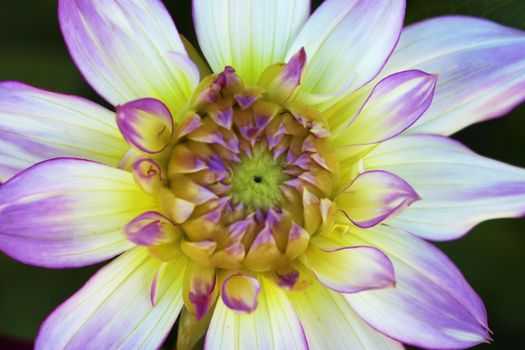 Color outdoor floral macro young, close to the open, purple dahlia buds with purple flower.