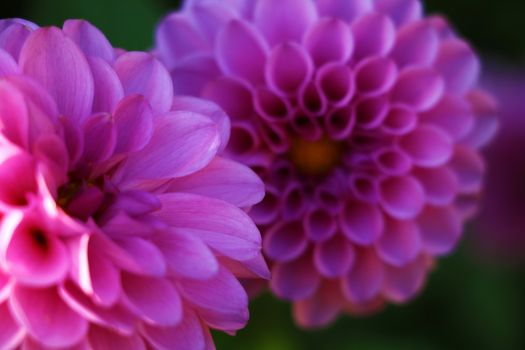 Bright wedding bouquet of summer dahlias, Pink, yellow and white fresh dahlia flower macro photo.