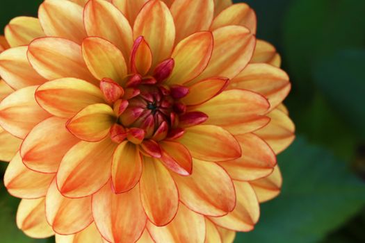 View of a bright beautiful orange flower dahlia in the garden