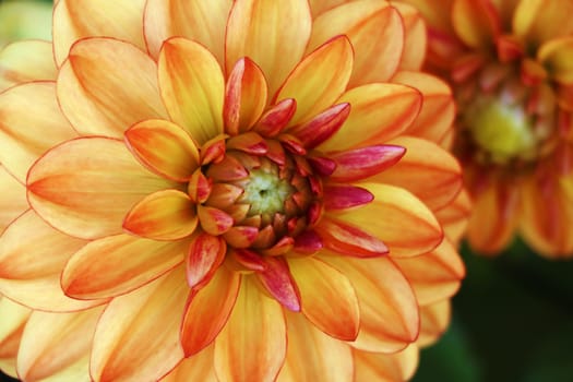 Closeup of a Beautiful Dahlia Flower in Vibrant Colors.