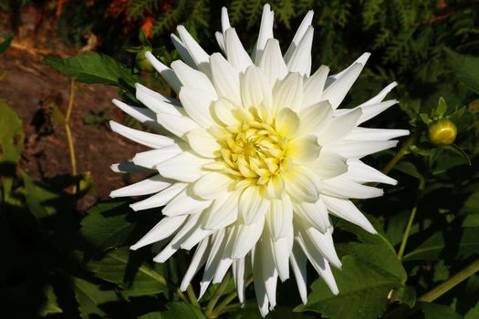 Bright wedding bouquet of summer dahlias, Pink, yellow and white fresh dahlia flower macro photo, The beautiful red Dahlia flower.