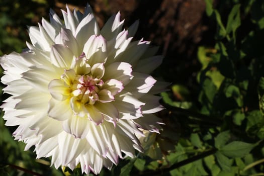 Macro photo of a garden flower close-up with details on a green background.