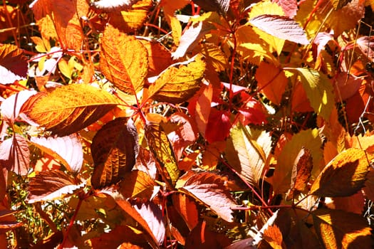 Beautiful yellow-red leaves trees on a sunny day, background