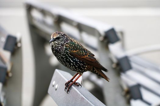 An ordinary starling. Bird in the tribal beautiful plumage.