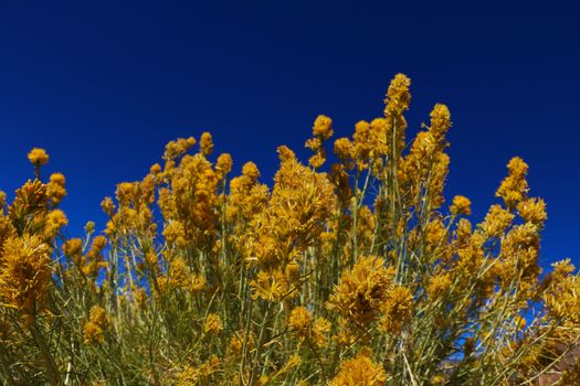 beautiful yellow flowers against the blue sky