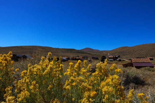 Mimosa yellow flowers against blue sky