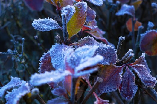 Texture background, pattern. Frost on the sprigs. a deposit of small white ice crystals formed on the ground or other surfaces when the temperature falls below freezing