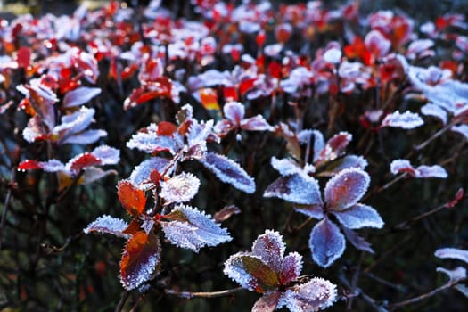 Winter background with branches covered with hoarfrost. Winter frosty trees