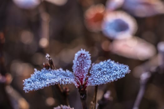 frozen green leaves on the branch under the frost