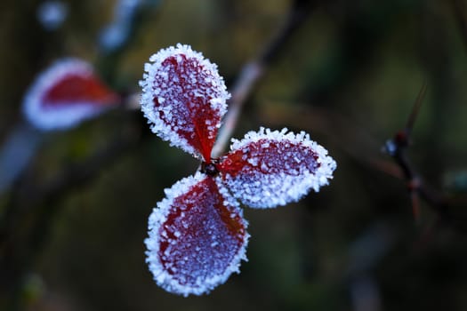 Frosty autumn plants. Frozen green leaves on the branch under the frost